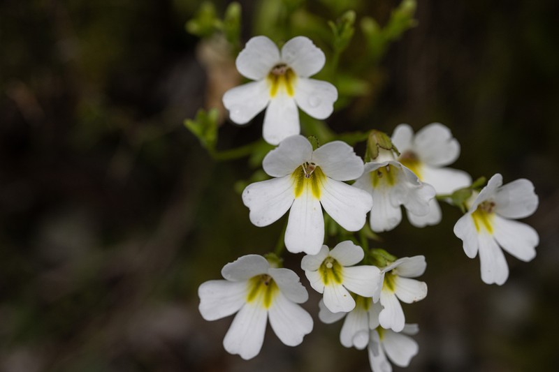 Ourisia calycina photo 7