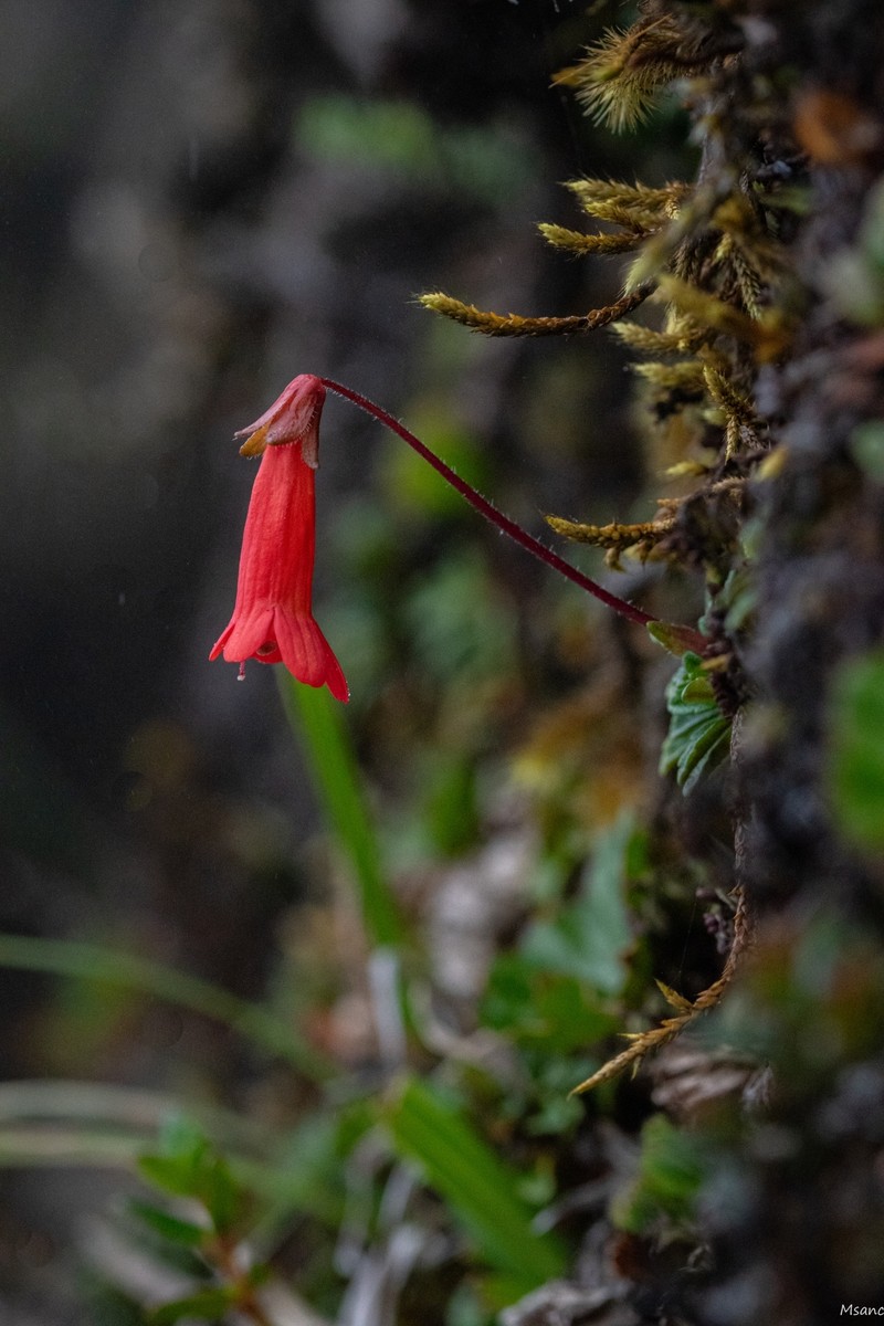 Ourisia chamaedrifolia