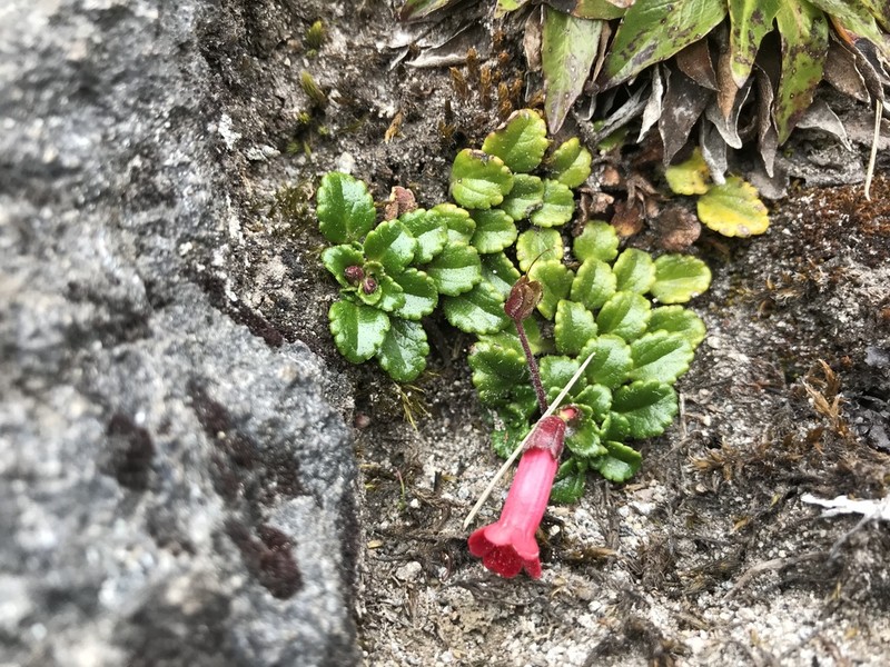 Ourisia chamaedrifolia photo 4