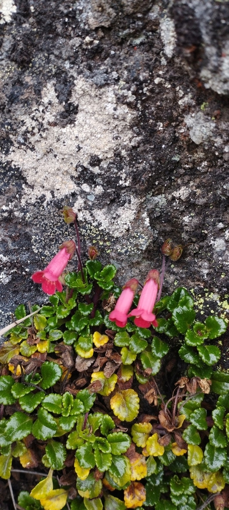 Ourisia chamaedrifolia photo 5