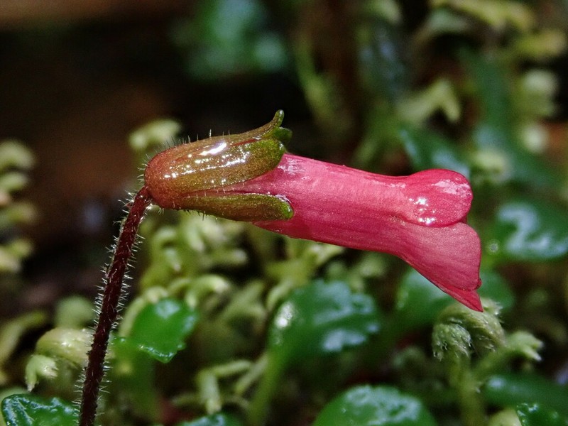 Ourisia chamaedrifolia photo 6