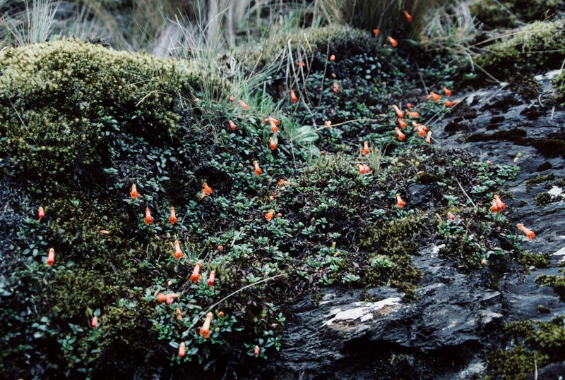 Ourisia chamaedrifolia photo 8