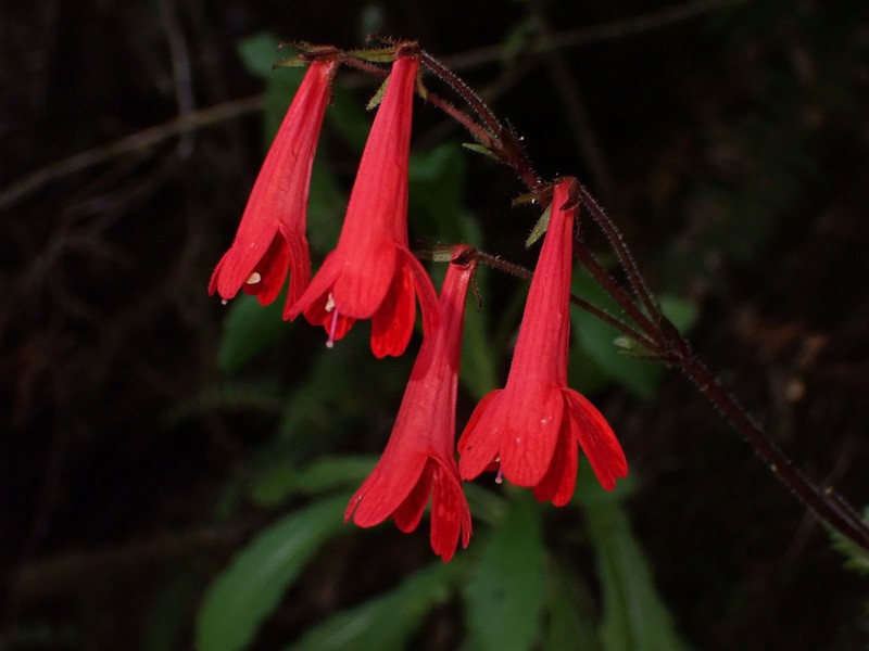 Ourisia coccinea photo 2