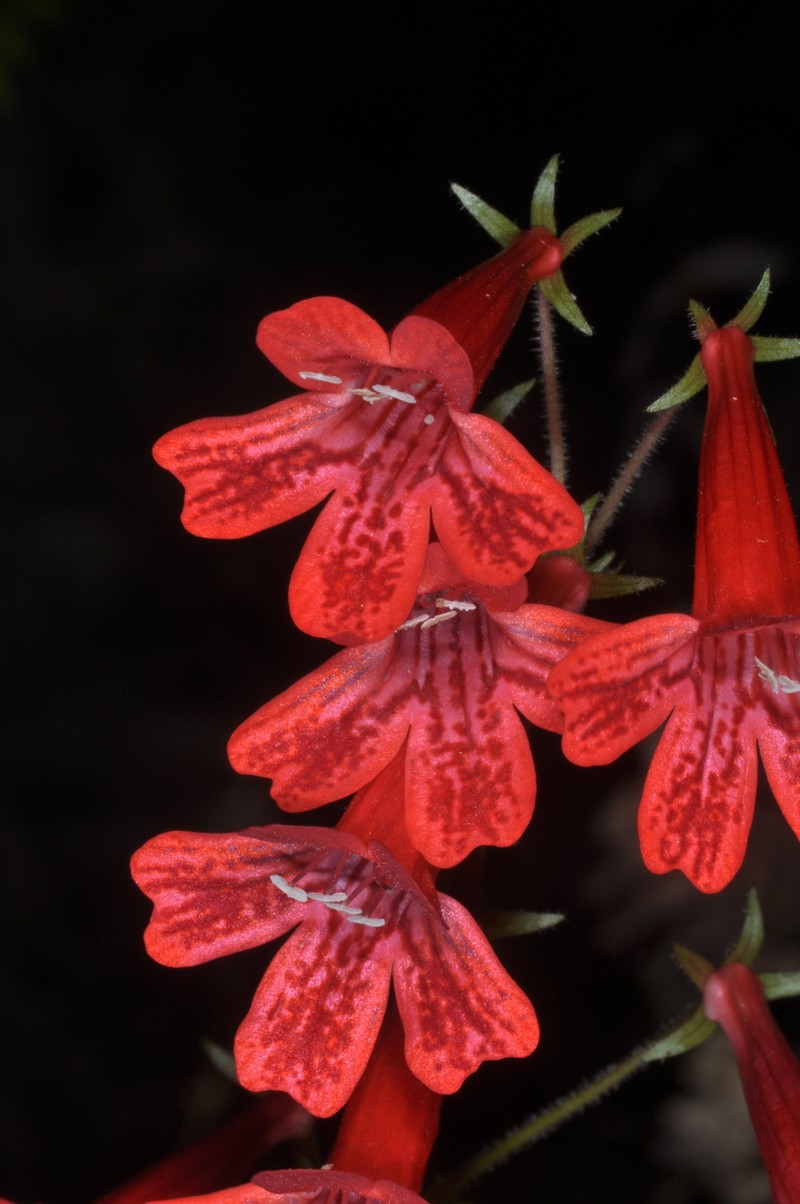 Ourisia coccinea photo 3