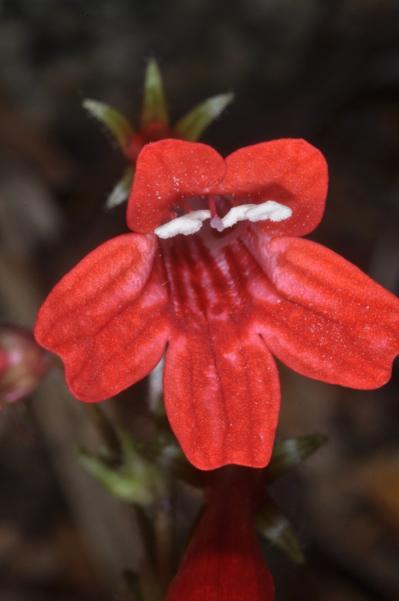 Ourisia coccinea photo 5