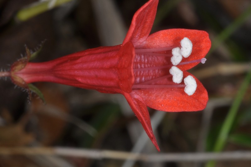 Ourisia coccinea photo 6
