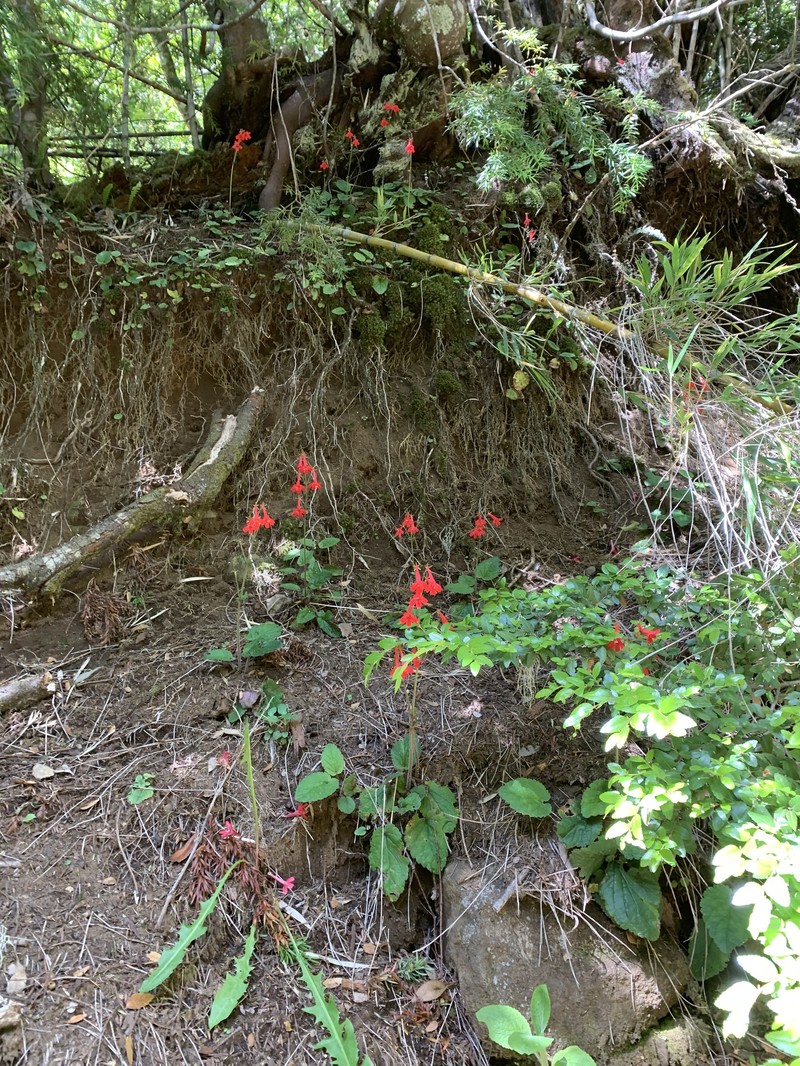 Ourisia coccinea photo 7