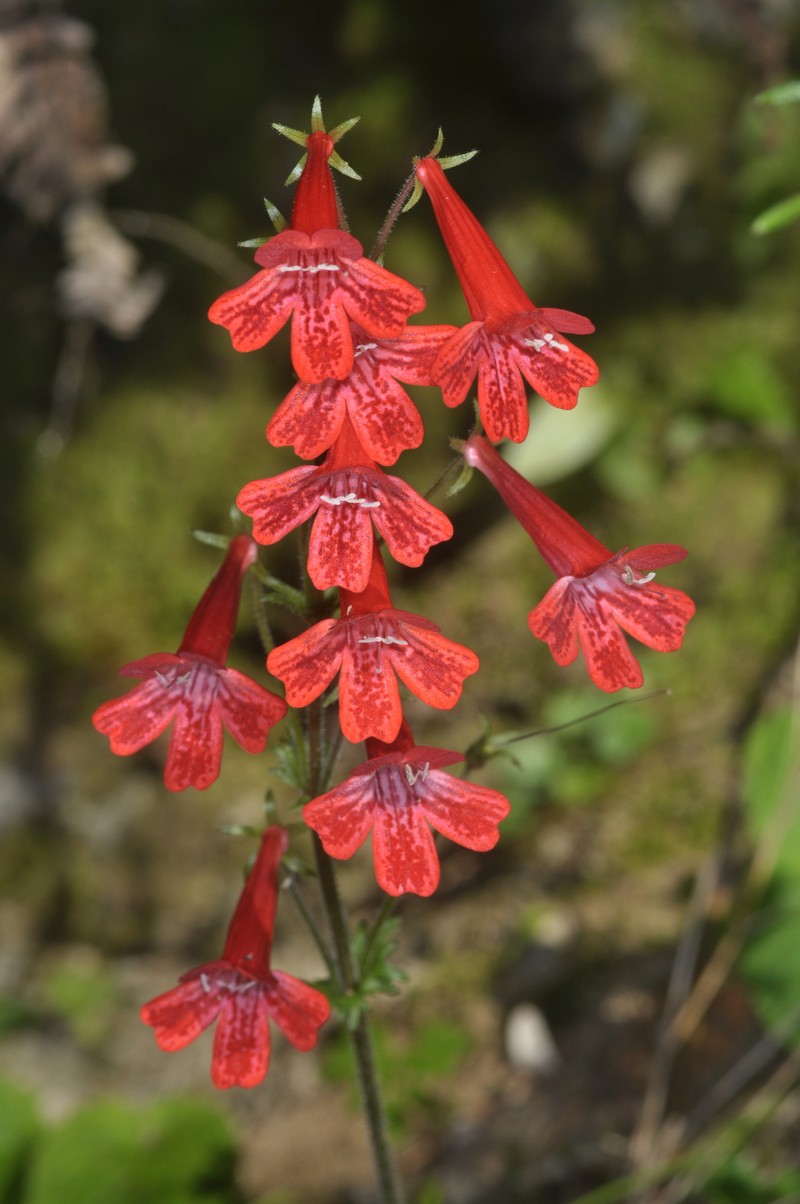 Ourisia coccinea subsp. coccinea