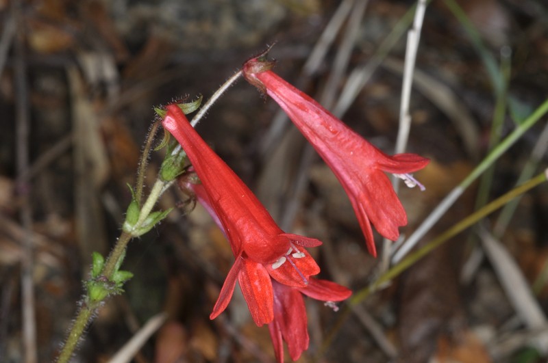 Ourisia coccinea subsp. coccinea photo 2