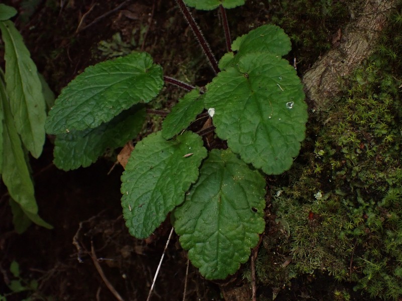 Ourisia coccinea subsp. coccinea photo 3