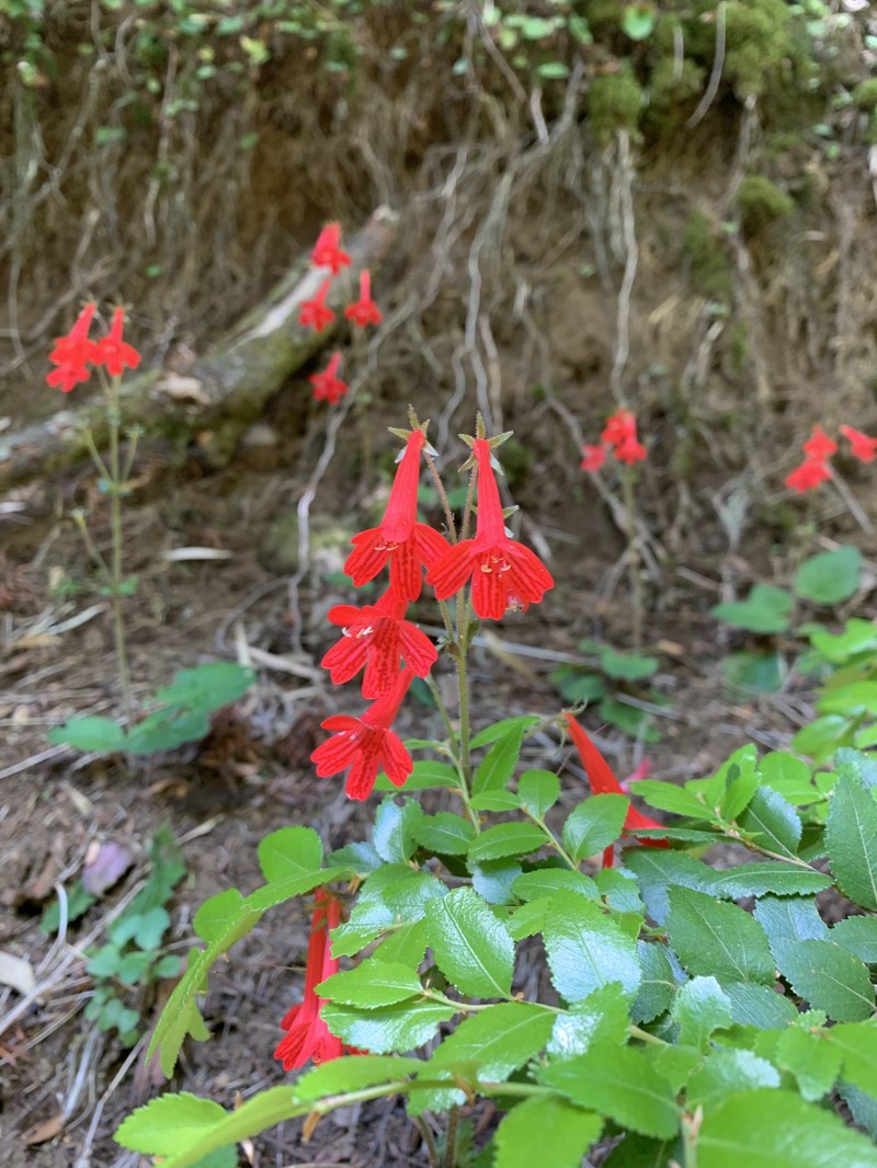 Ourisia coccinea subsp. coccinea photo 4