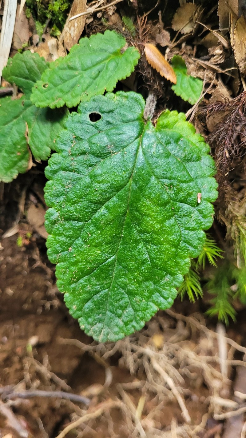 Ourisia coccinea subsp. coccinea photo 5