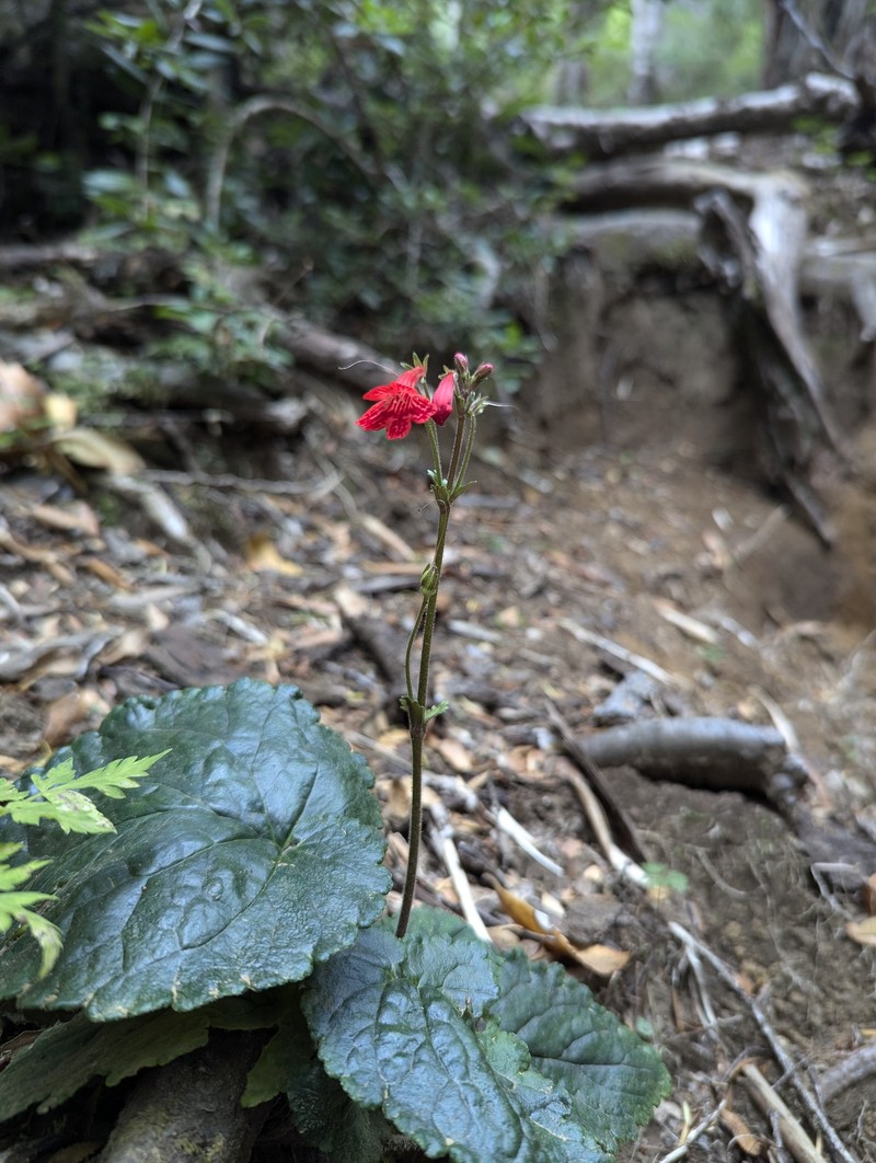 Ourisia coccinea subsp. coccinea photo 6