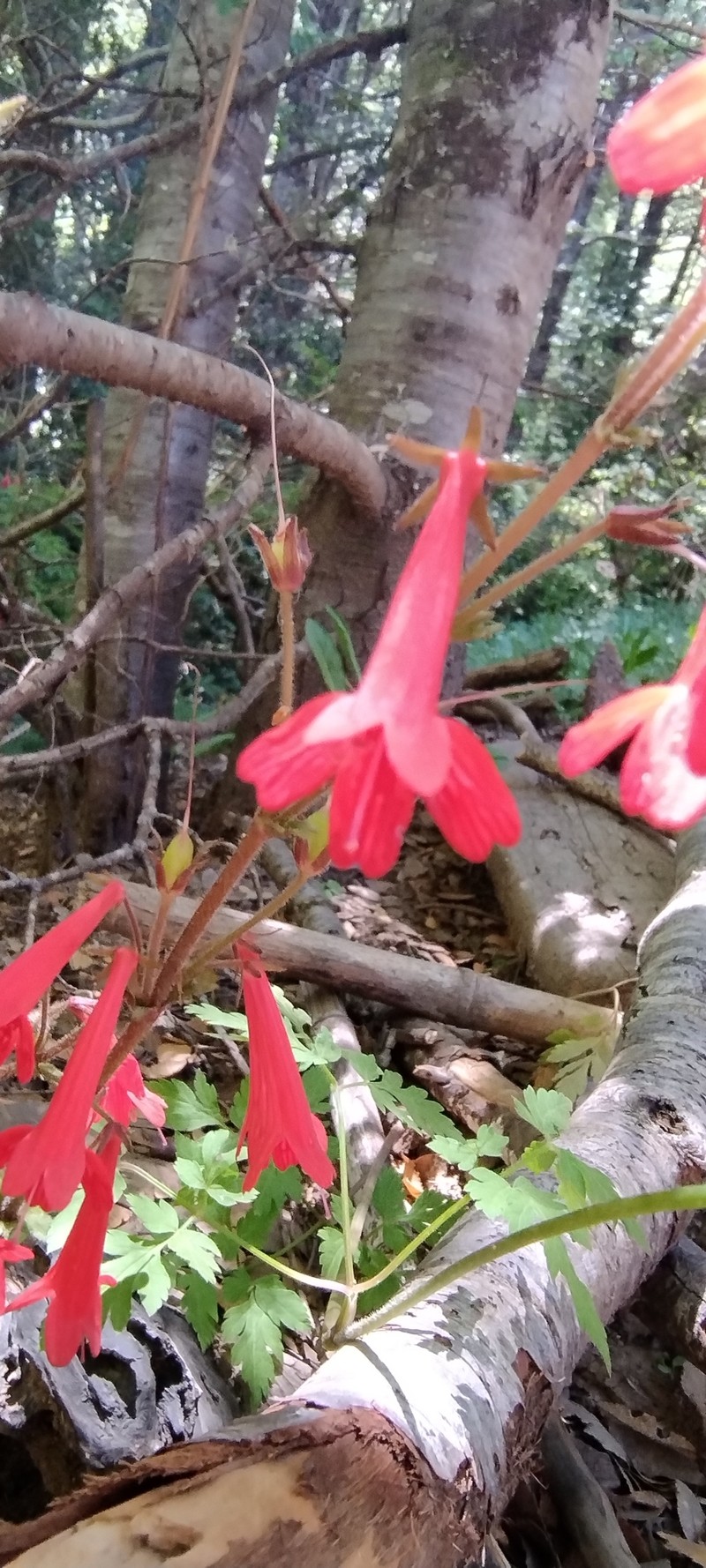 Ourisia coccinea subsp. coccinea photo 7