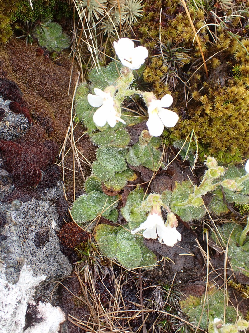 Ourisia confertifolia