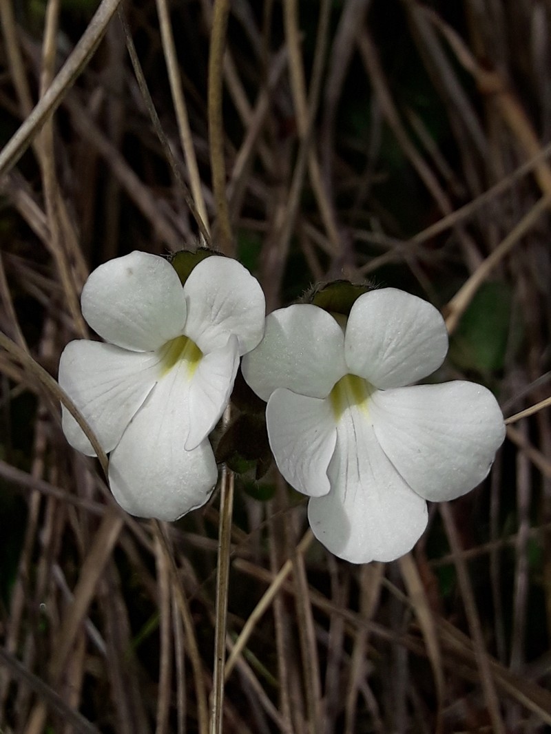 Ourisia confertifolia photo 2