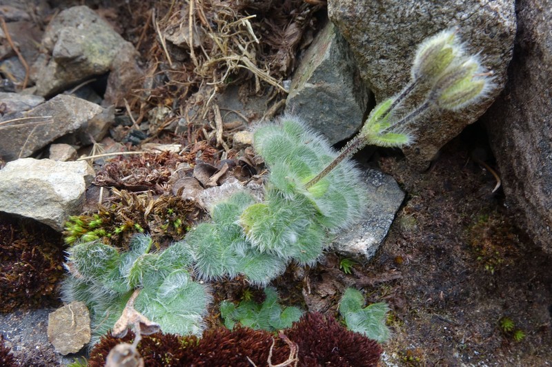 Ourisia confertifolia photo 3