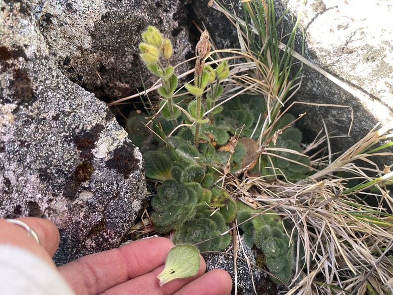 Ourisia confertifolia photo 4