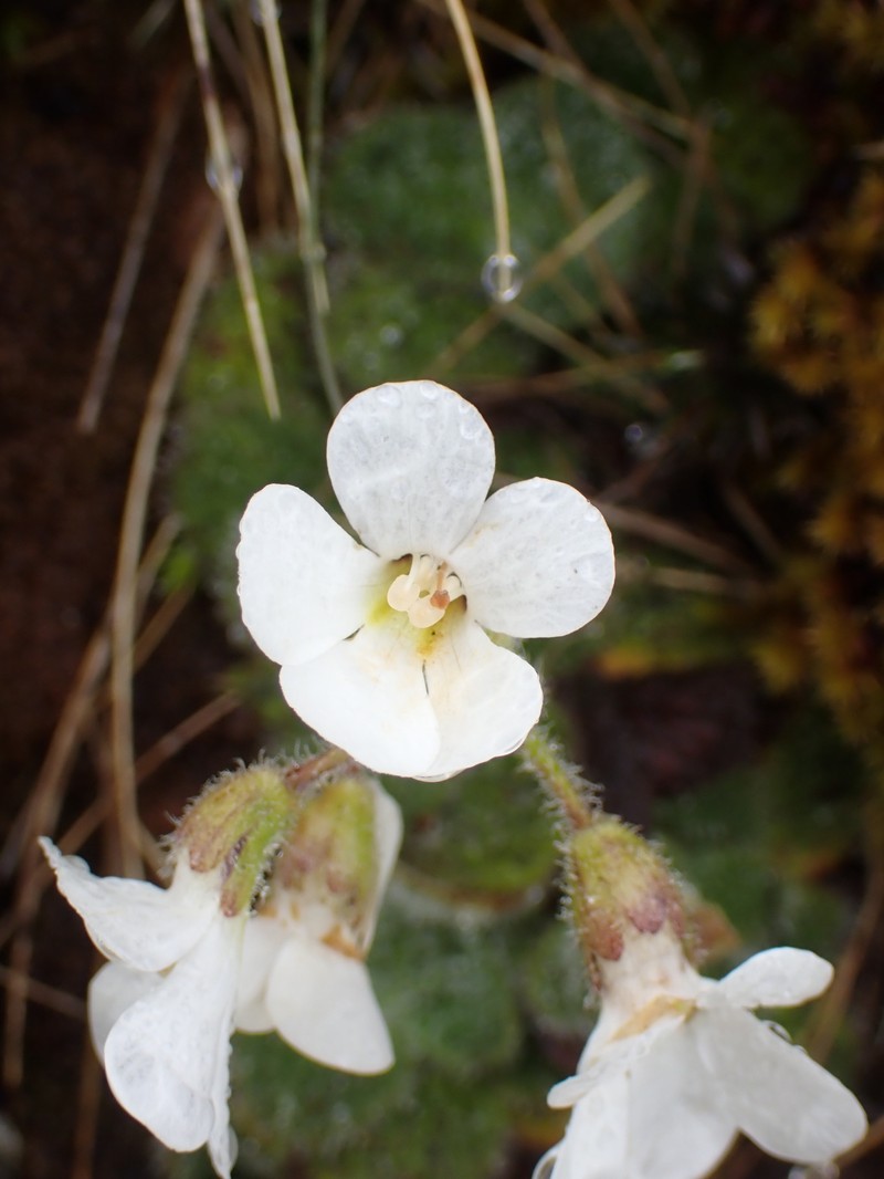 Ourisia confertifolia photo 5