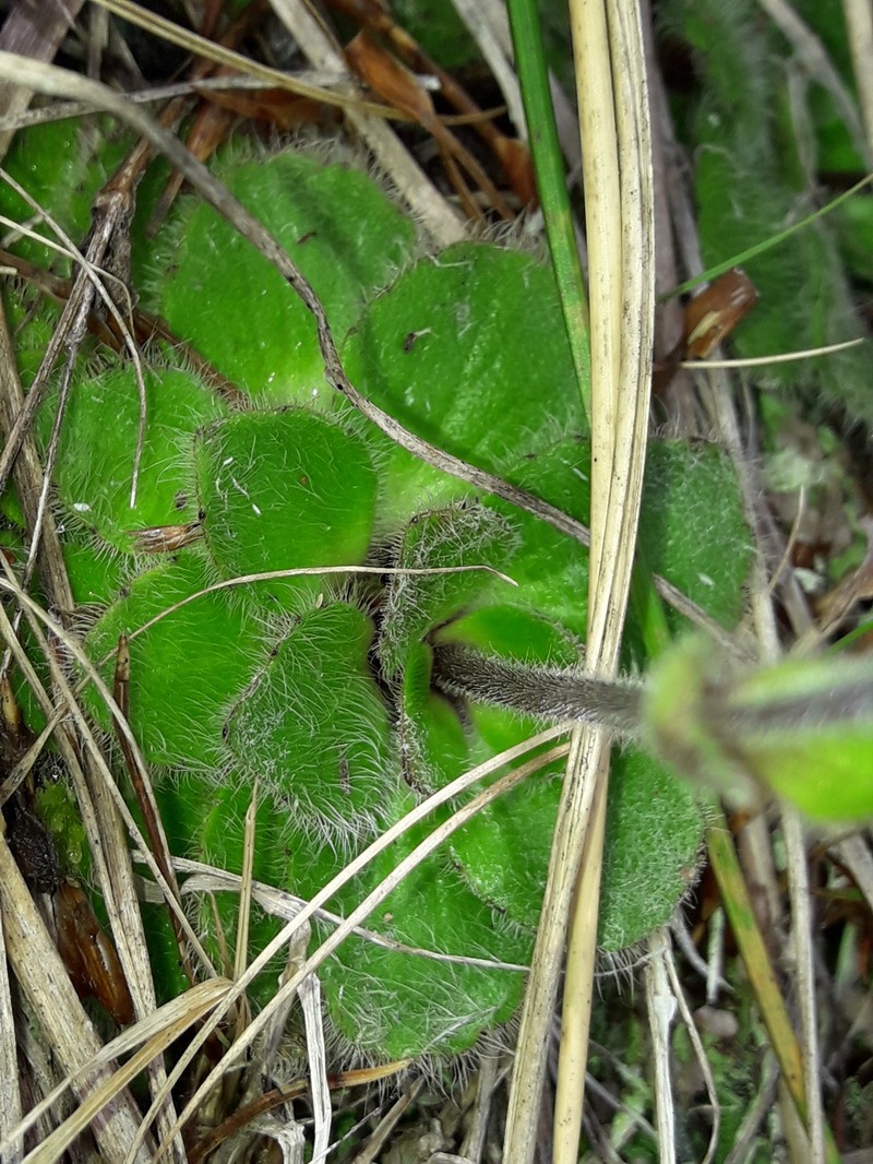 Ourisia confertifolia photo 6