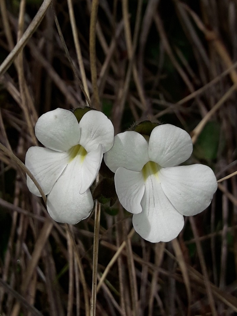 Ourisia confertifolia photo 7