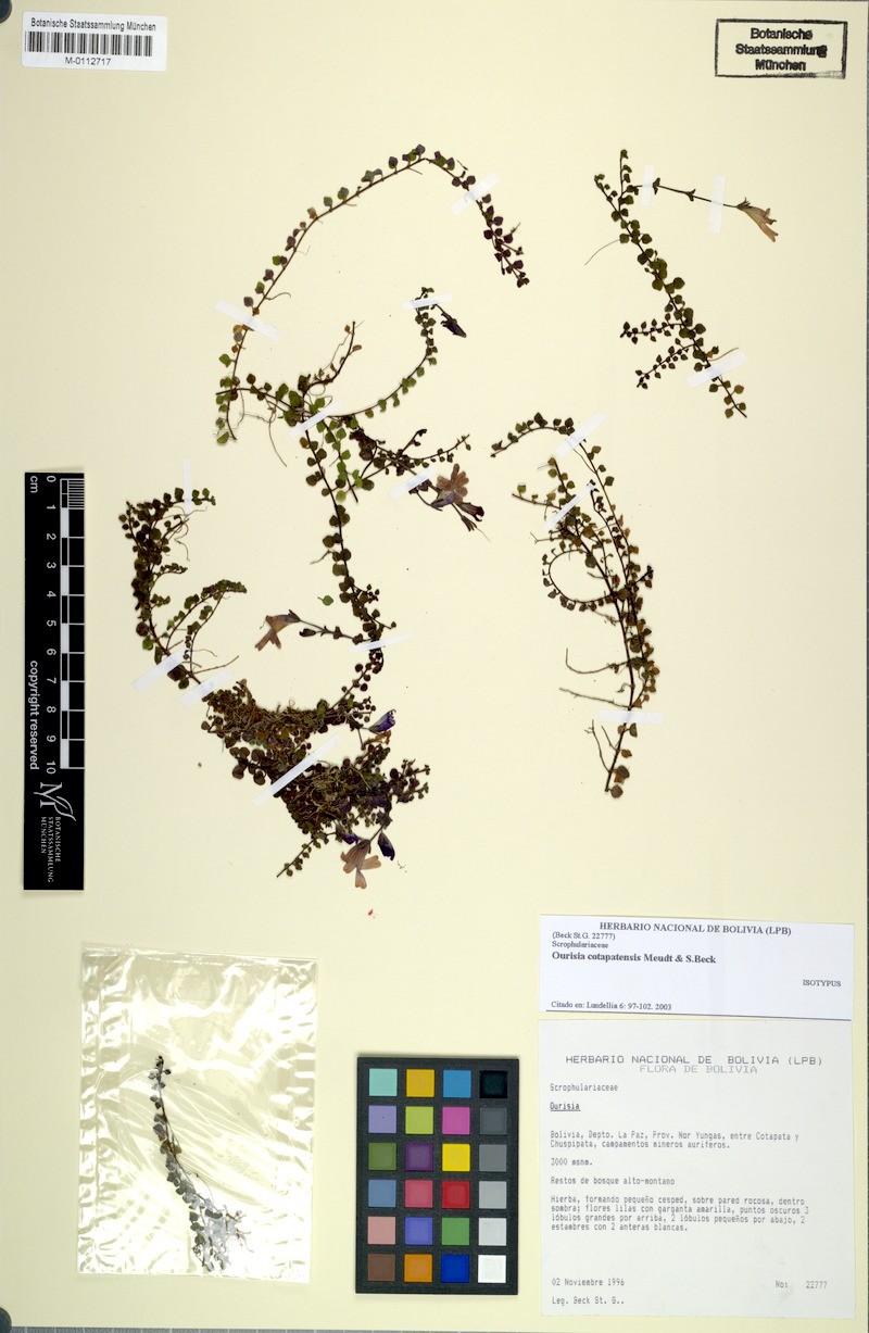 Ourisia cotapatensis
