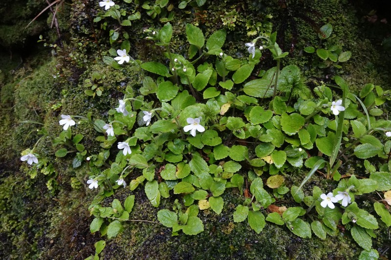 Ourisia crosbyi