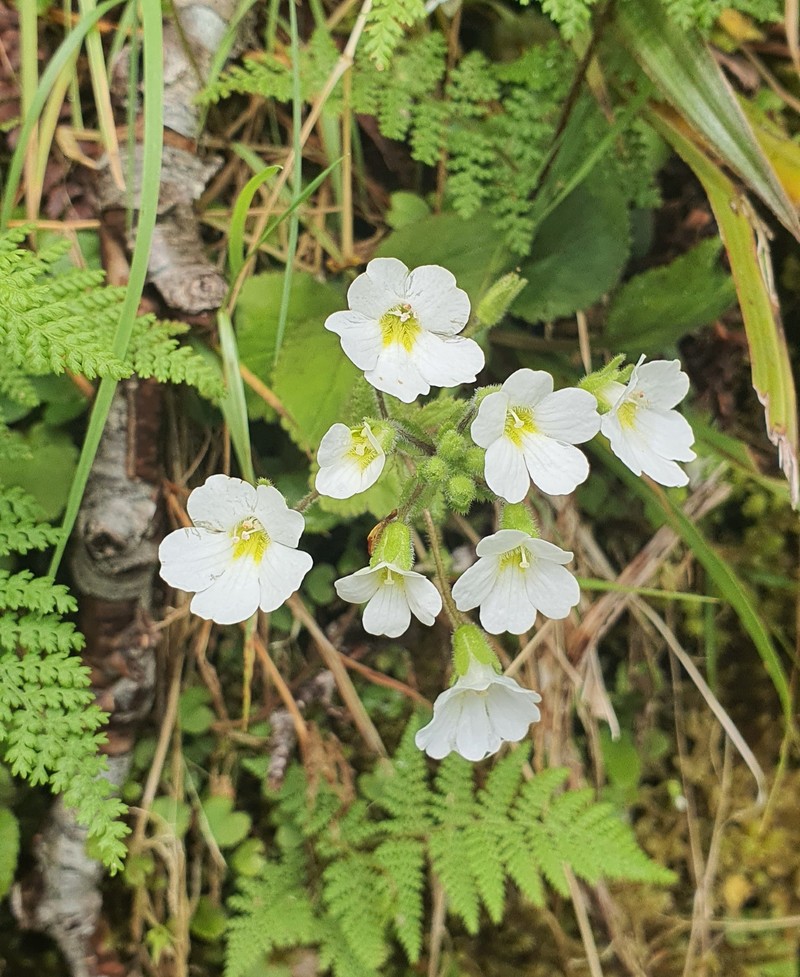 Ourisia crosbyi photo 2