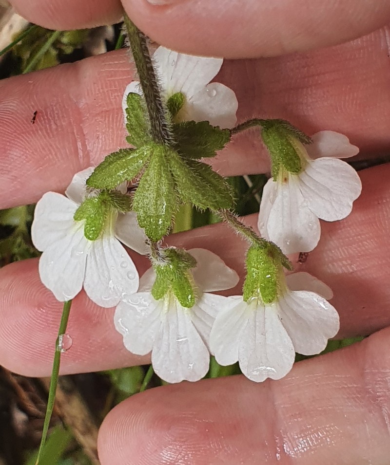 Ourisia crosbyi photo 3