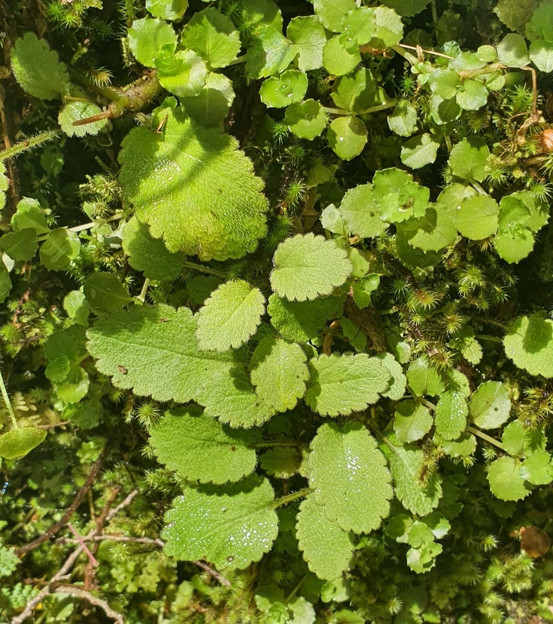 Ourisia crosbyi photo 4