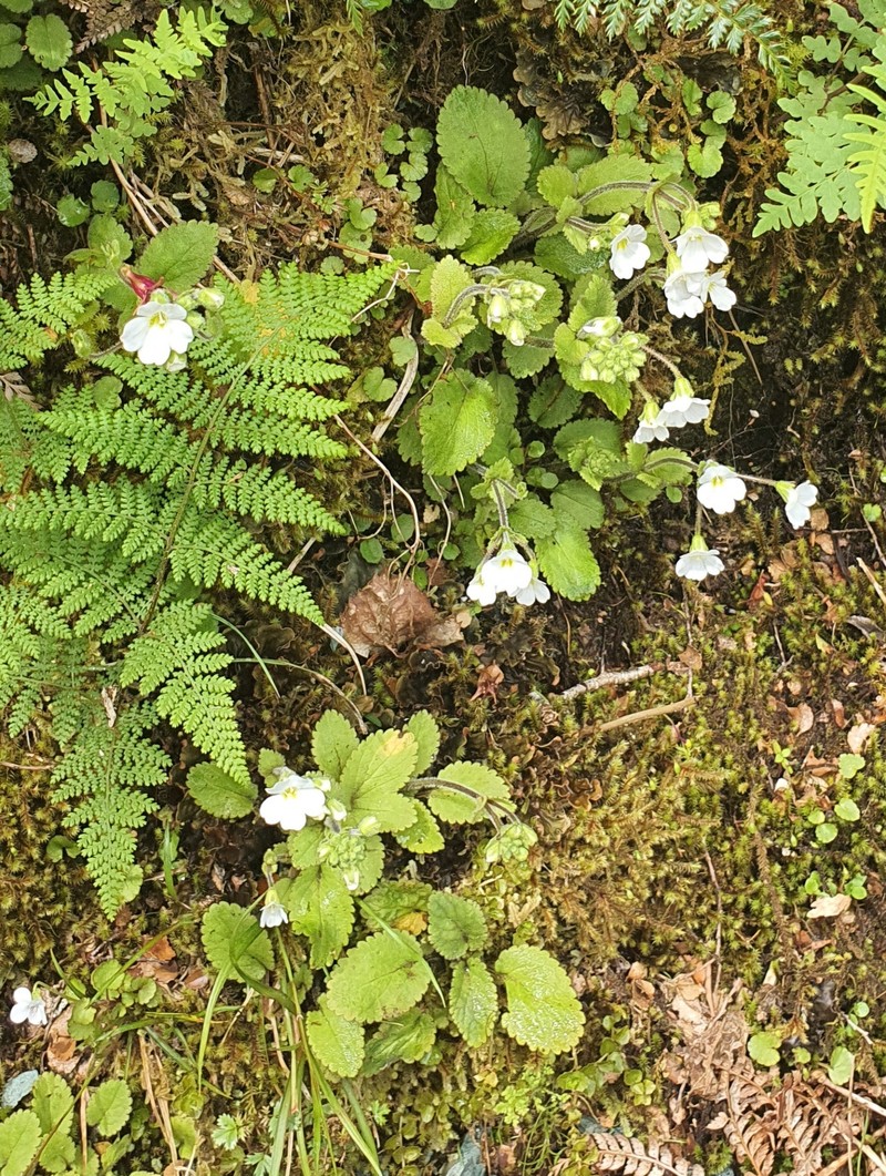 Ourisia crosbyi photo 5