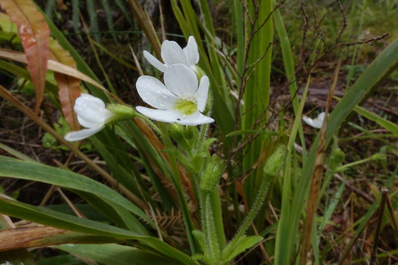 Ourisia crosbyi photo 6