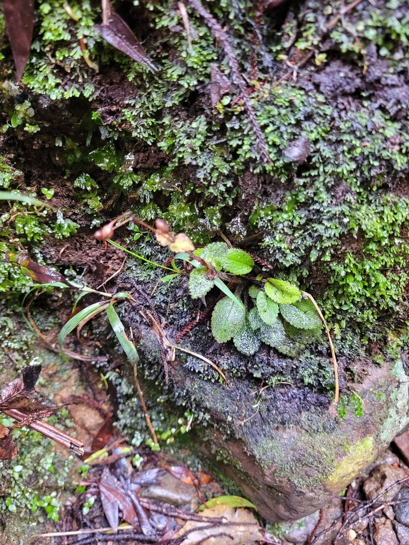 Ourisia crosbyi photo 7