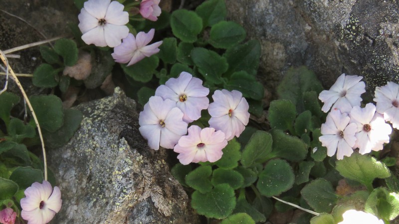 Ourisia fragrans
