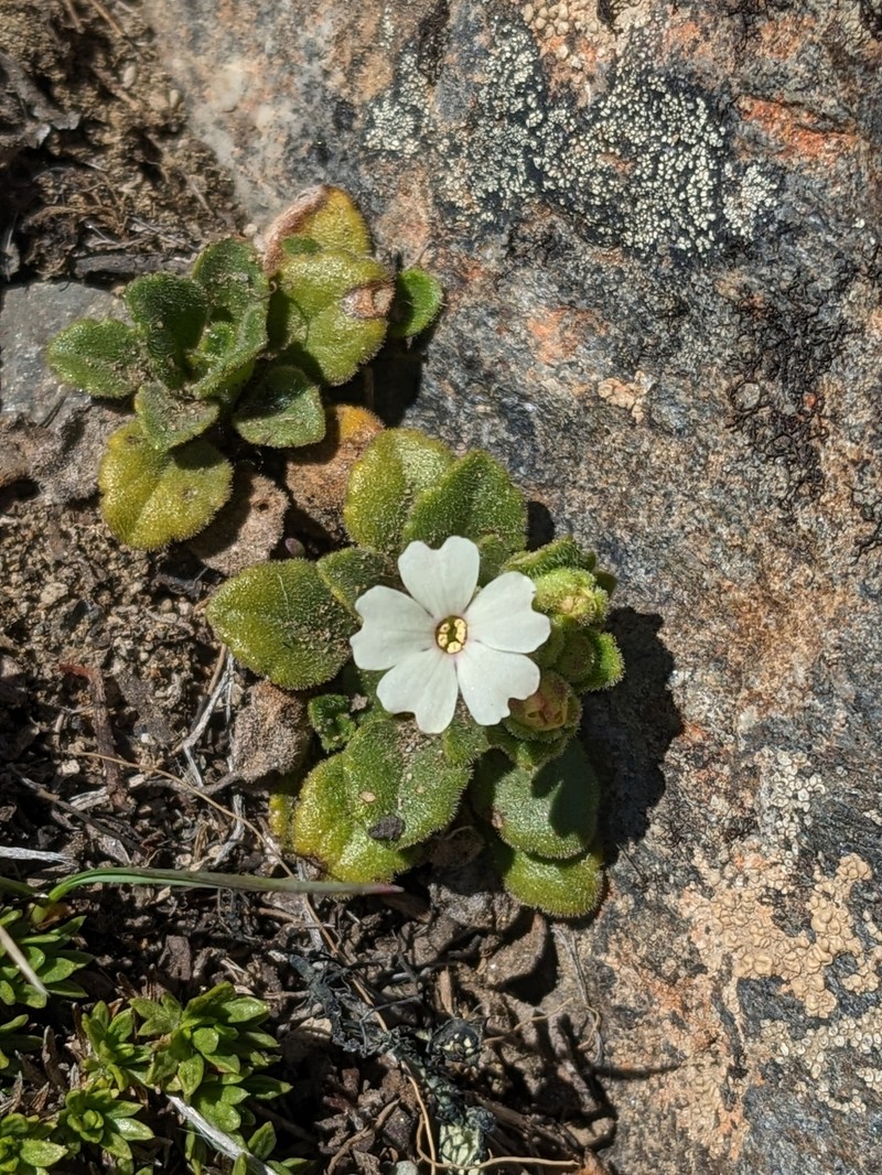 Ourisia fragrans photo 2