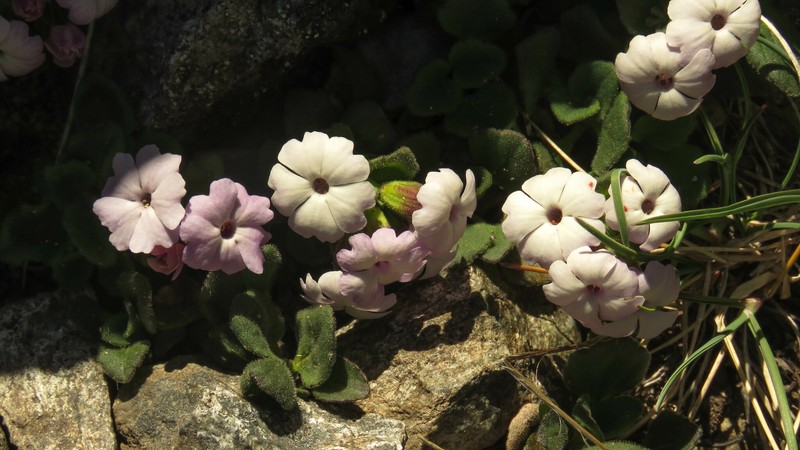Ourisia fragrans photo 3