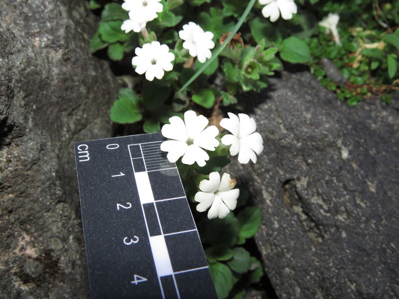 Ourisia fragrans photo 5