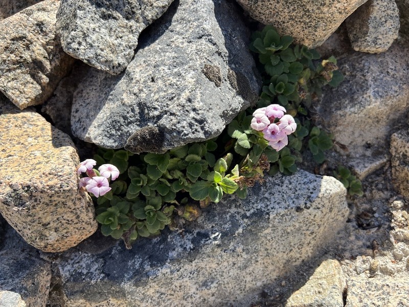 Ourisia fragrans photo 6
