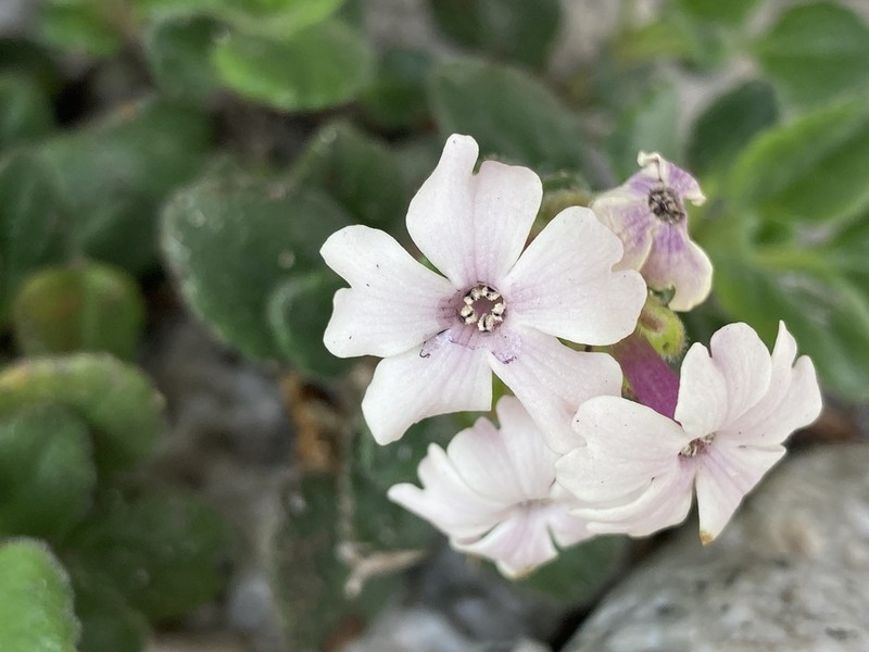 Ourisia fragrans photo 7