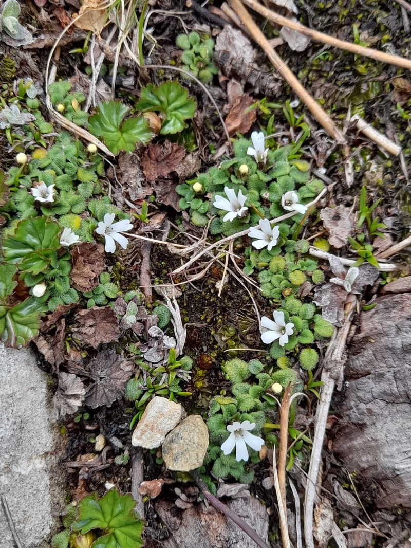 Ourisia fuegiana