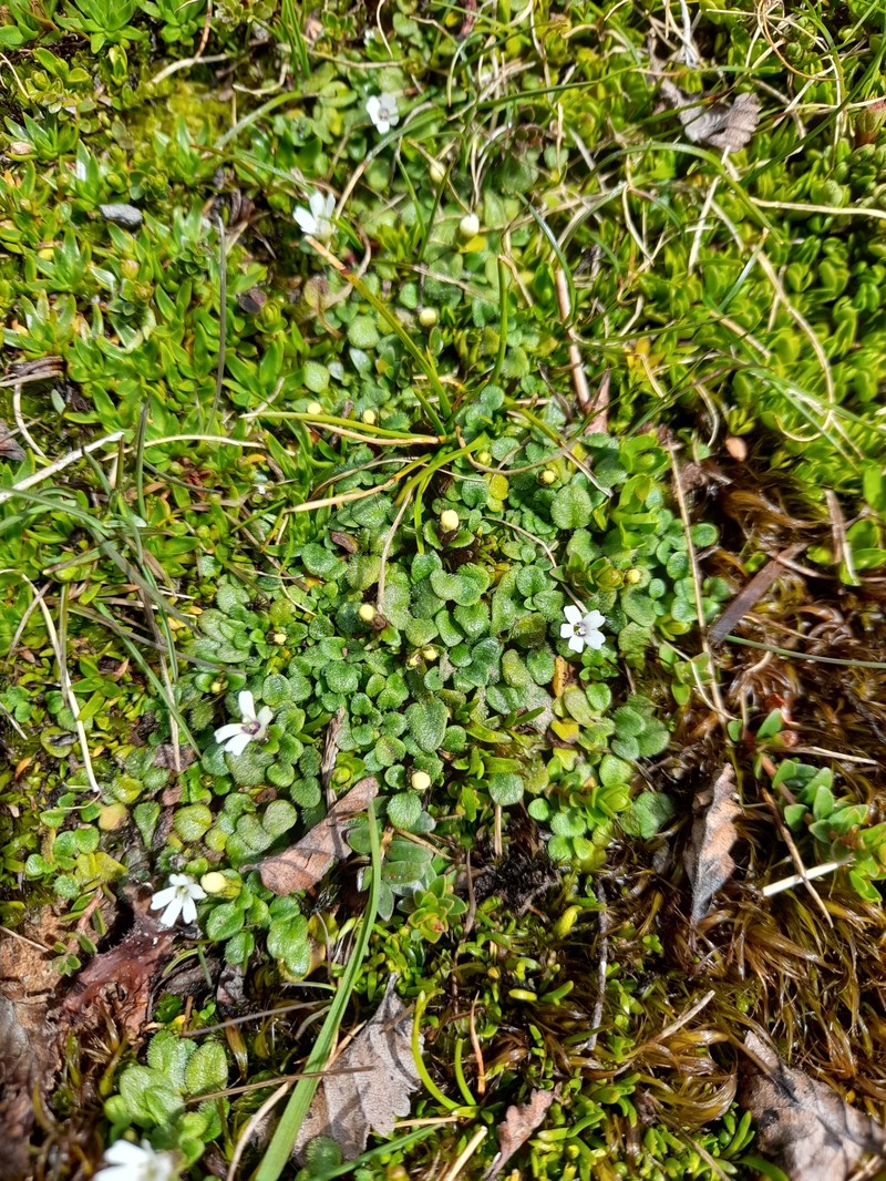 Ourisia fuegiana photo 2