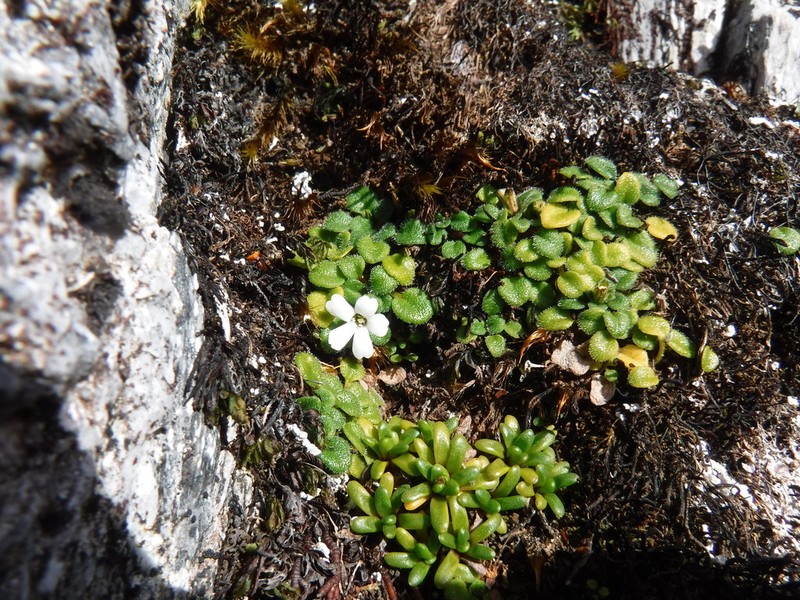 Ourisia fuegiana photo 3