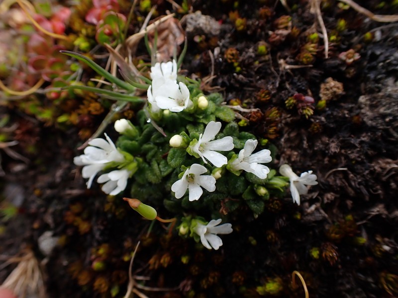 Ourisia fuegiana photo 4