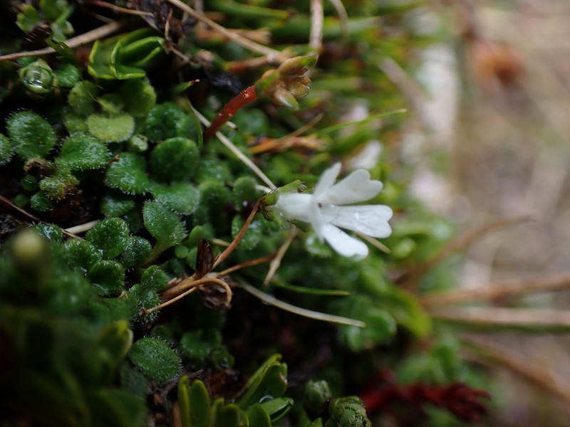Ourisia fuegiana photo 5