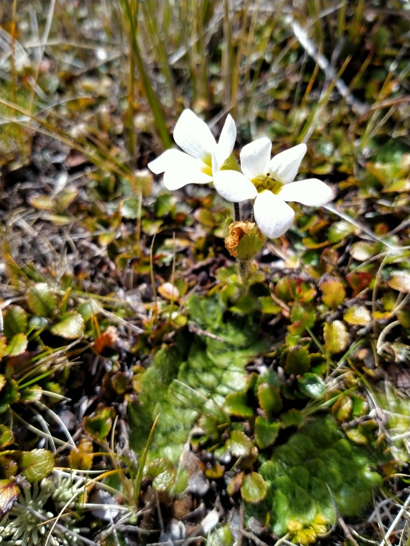 Ourisia glandulosa