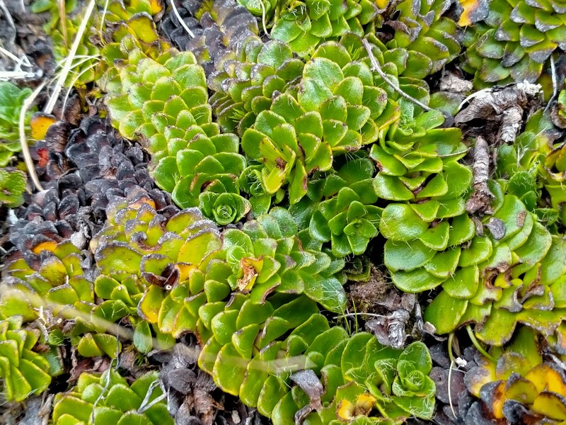Ourisia glandulosa photo 3