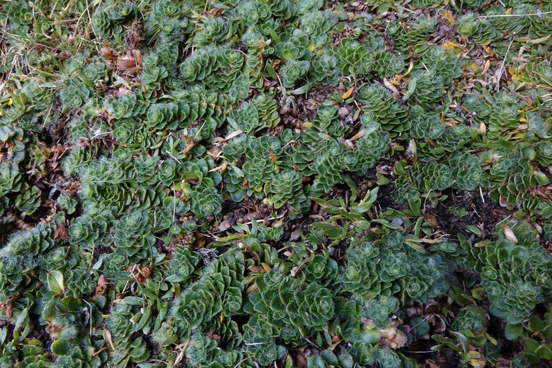 Ourisia glandulosa photo 4
