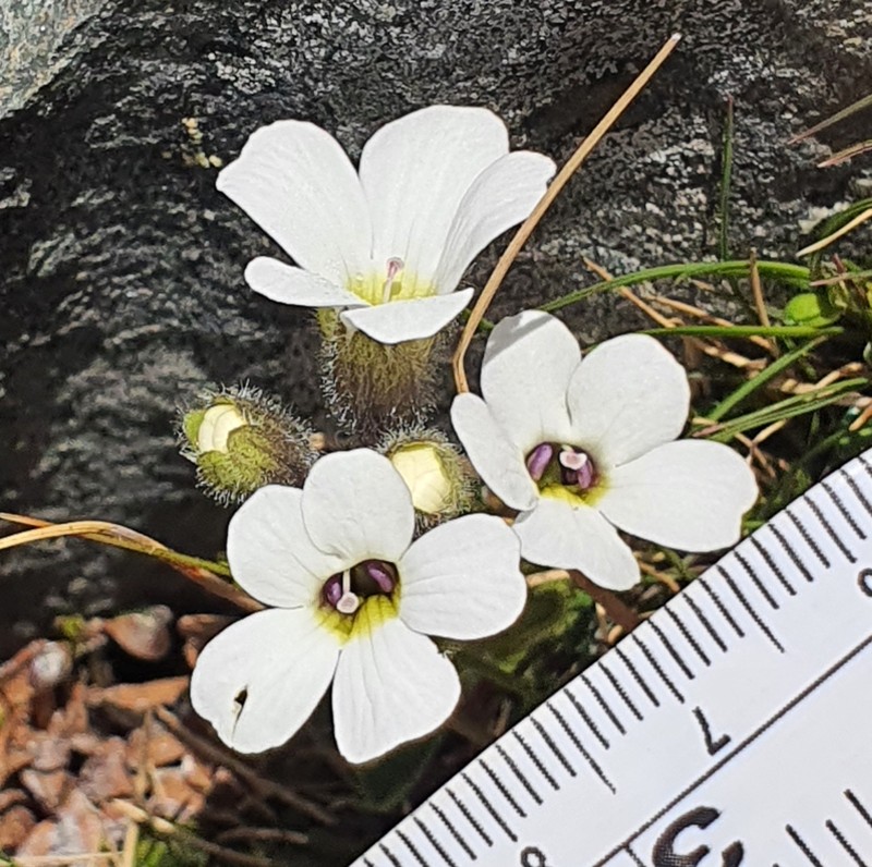 Ourisia glandulosa photo 5