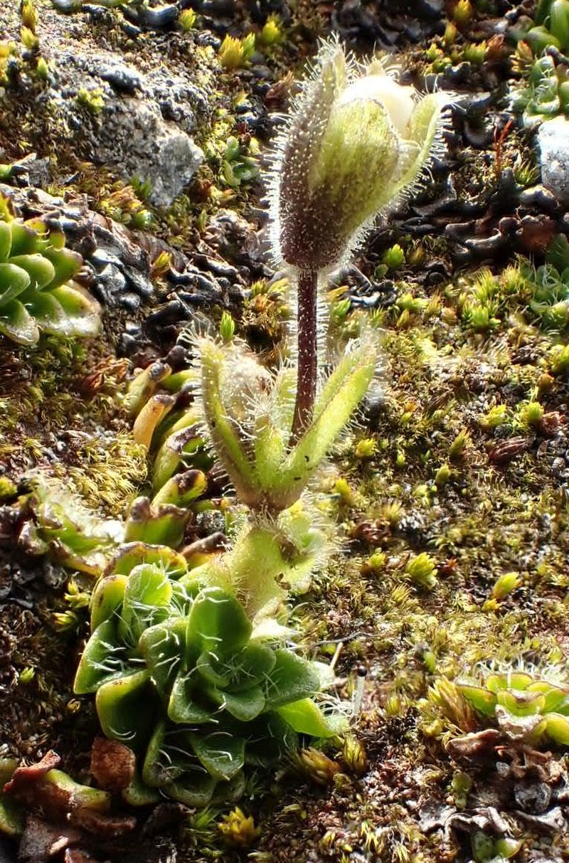 Ourisia glandulosa photo 6
