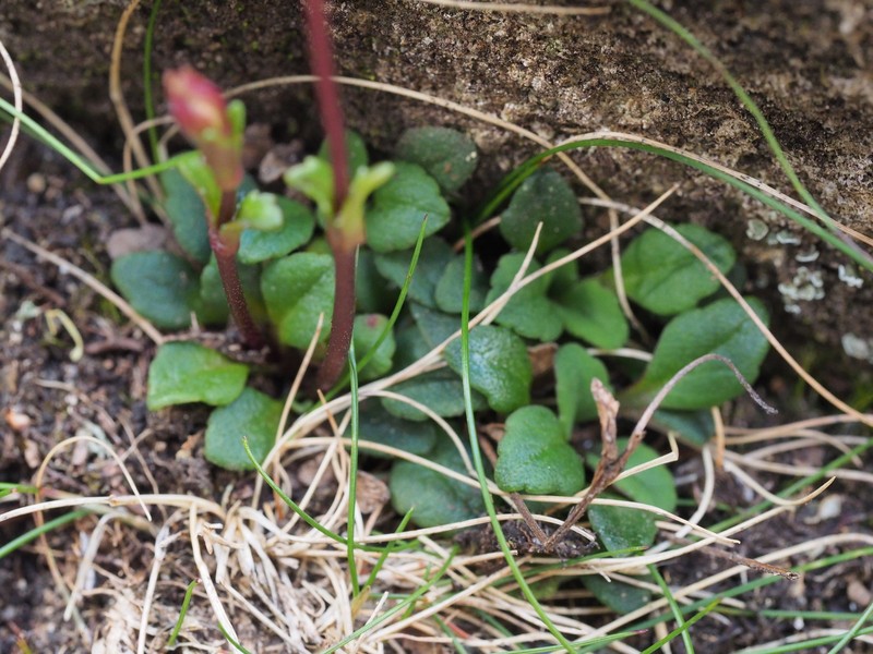 Ourisia integrifolia photo 2